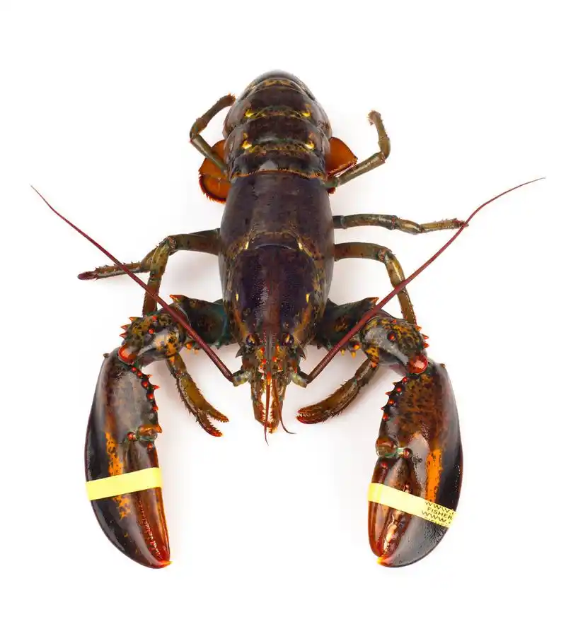 活龙虾,在白色背景上分离的活龙虾