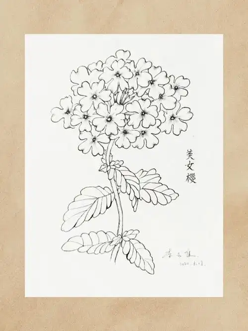 美女樱线描步骤分享