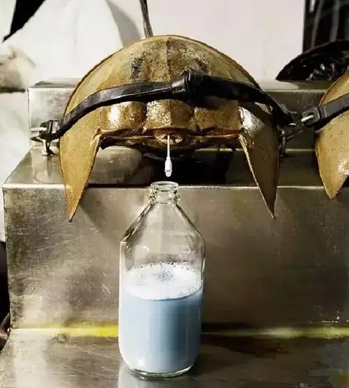 除了活得久鲎还有一个特殊之处:它血液是蓝色的