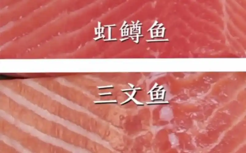 教大家简单几步区分三文鱼和虹鳟鱼不要傻傻地分不清楚啦