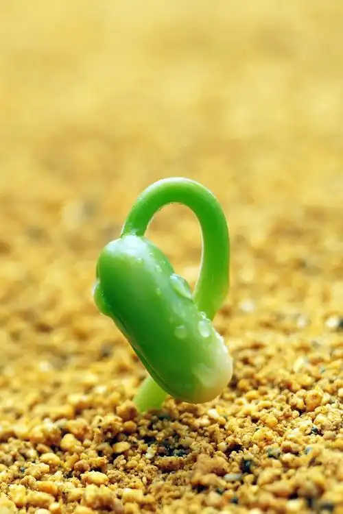 一月的情诗原创作品