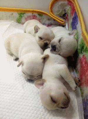 猫咪喵星人可爱睡觉萌萌哒gif动图_动态图_表情包下载_soogif