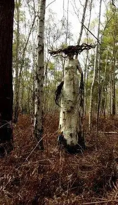 罕见情人树,从未见过的深情,从未看过的美丽!