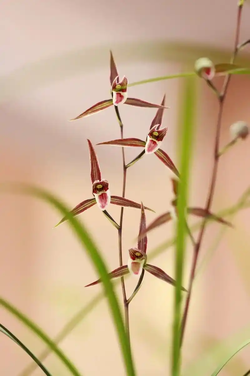 永福镇第二届寒兰精品展随拍#精品兰花 #寒兰 #爱兰花爱生活 - 抖音