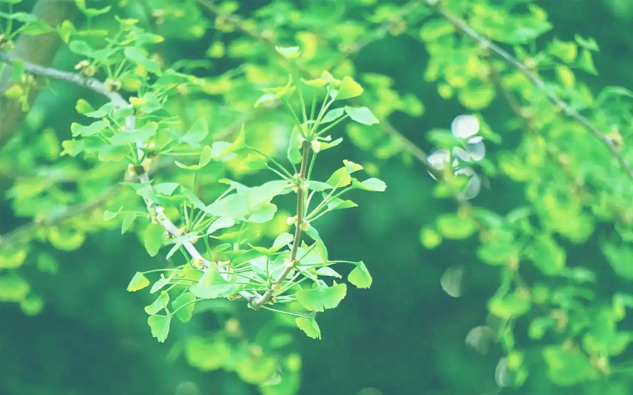 小清新绿色护眼图片高清电脑壁纸