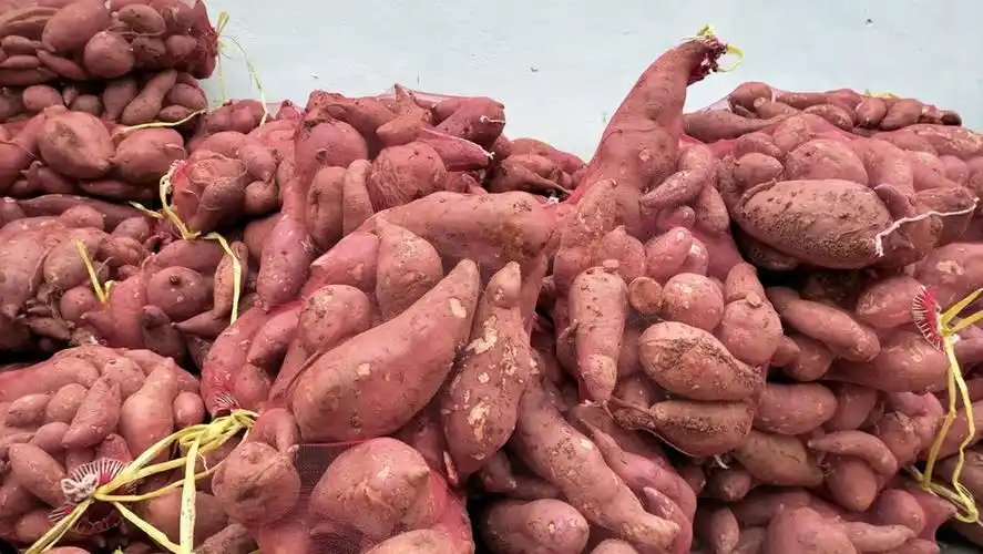 安阳市龙安区马家乡:红薯丰收实现增收致富-大象网