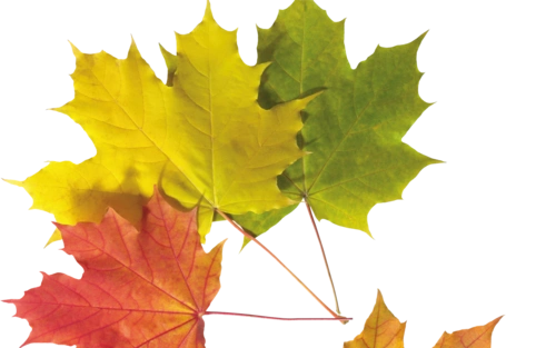 唯美枫叶创意设计透明背景桌面壁纸png图片下载