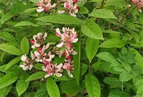 密花豆属于什么科 密花豆的功效与作用-其他花草_【三农电视网】农村