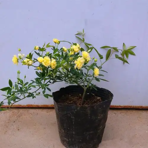 木香花树苗批发黄白红木香十里香藤本花苗庭院园林爬藤植物花卉苗