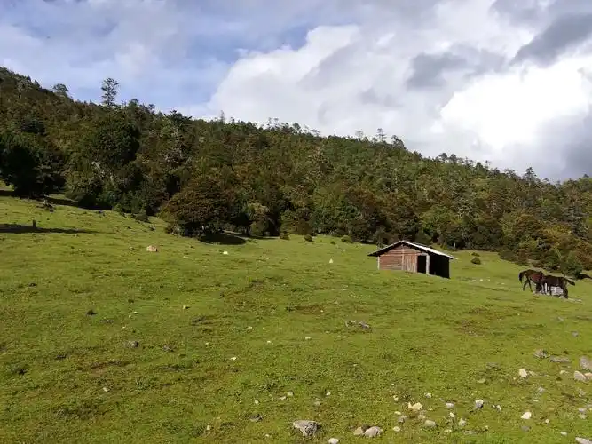 丽江老君山 九十九龙潭 杜鹃花篇