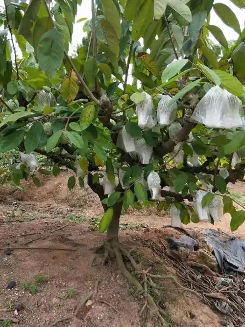 超级香甜,释迦水果,佛性悟心.