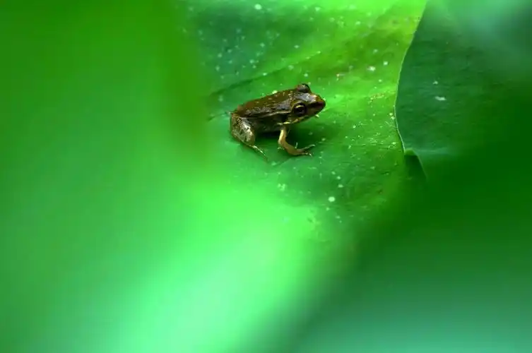 圆明园荷花蜻蜓与青蛙