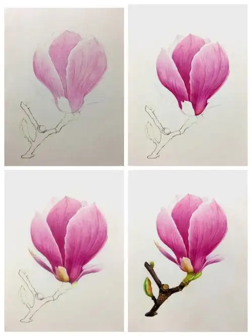 彩铅玉兰花绘画步骤图分享