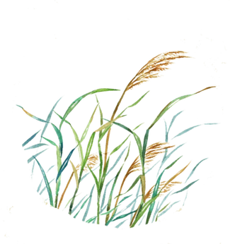 手绘芦苇