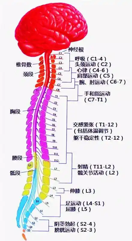 不巧的是,杨女士的脊髓结构就是属于那一小部分特殊的人.