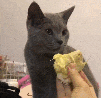 「宠物快报」当你在吃榴莲时你家的猫以为你在吃屎 - 知乎