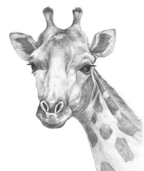 素描长颈鹿的画法