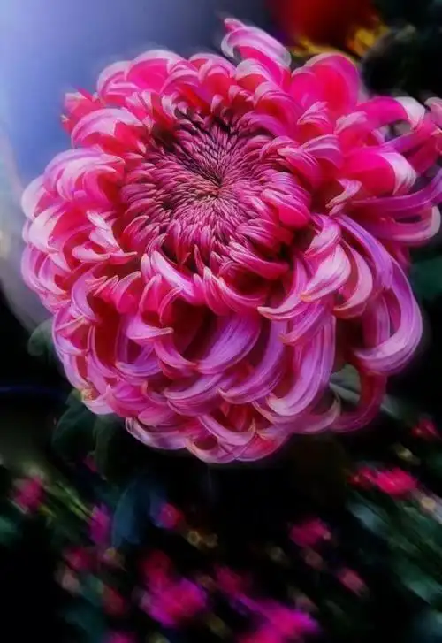 速来围观!最美菊花照,你喜欢哪一张?