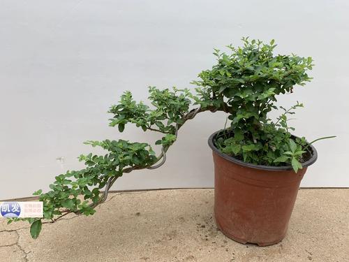 小叶女贞盆景小品山紫甲原生矮霸女贞老桩盆景包邮实物选造型实物