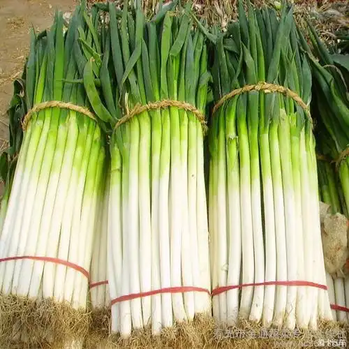 弟兄们给我葱啊!