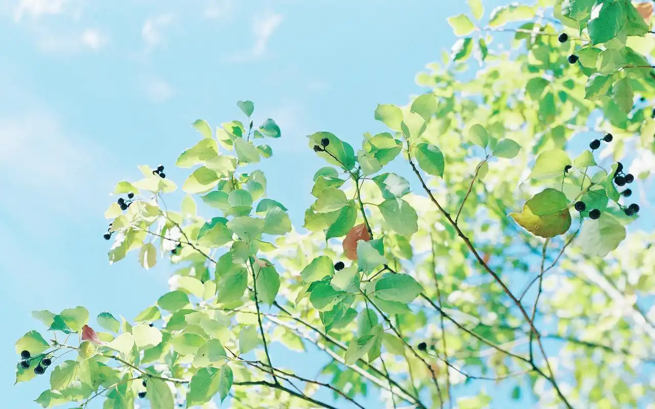 小清新花卉植物电脑桌面壁纸