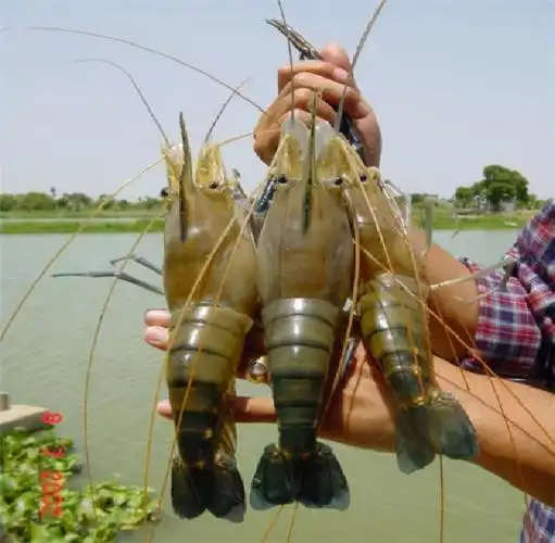 泰国大虾肉多膏满