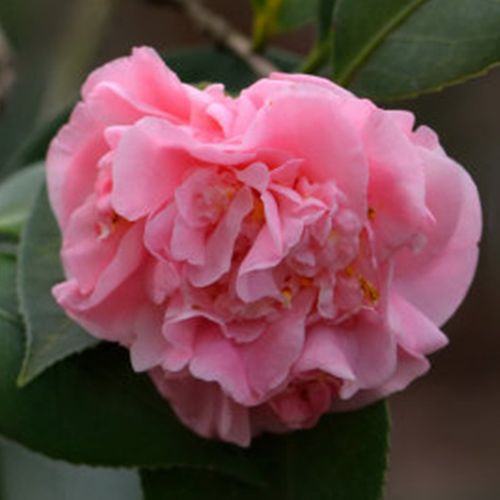 牧童之神珍惜名贵龙岩种粉红色茶花室内外庭院种植花卉