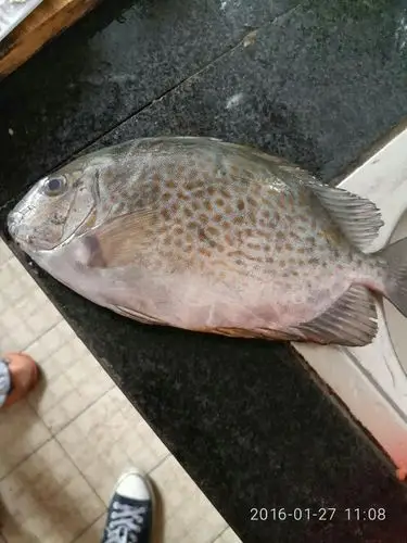 如图      ,     应为     蓝子鱼科        siganidae       蓝子鱼