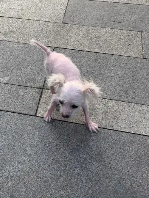 不小心拥有一只茶杯犬的感觉……其实不是那么美妙.