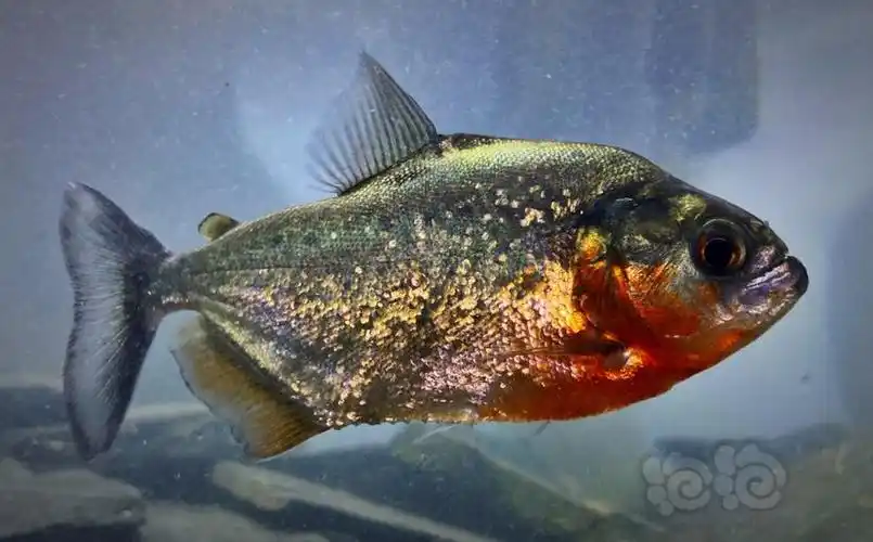 加拉辛s属水虎红钻旧金山黄钻