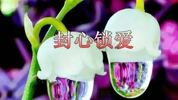 一段错误的爱误了你伤了我从此封心锁爱埋葬情缘