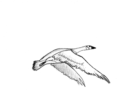 的动物g飞gif小鸟gif飞动图小鸟飞翔动态图片小鸟gif鸟飞行gif小鸟