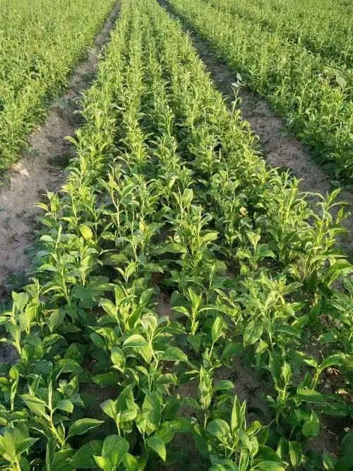 供应白术苗报价白术种子价格市场需求量大