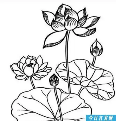 莲花简笔画图片 莲花简笔画图片带颜色