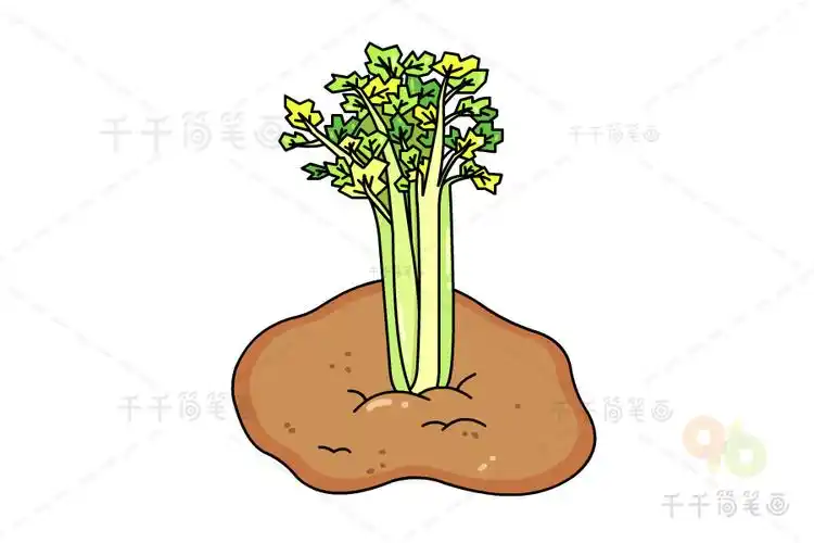西芹简笔画图片