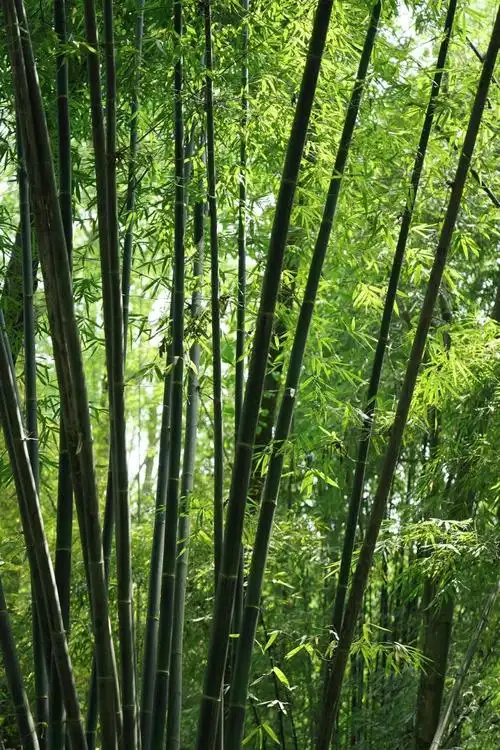 竹子的生长速度极快,短短几年就能长成一片茂密的竹林,为大地