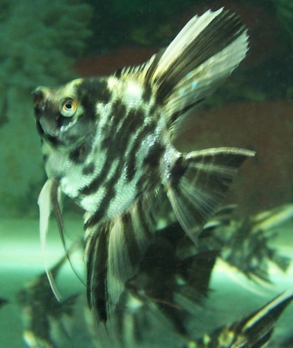 黑白色的燕鱼叫什么神仙鱼?