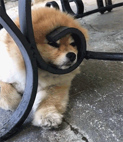 这根本就是会动的狗娃娃吧永远都是一号表情的可爱博美狗狗