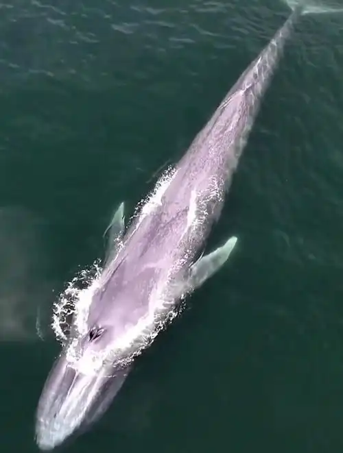 海洋最大哺乳动物深海巨无霸蓝鲸