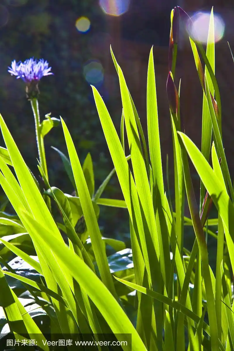 晨光中百合绿色的小叶子