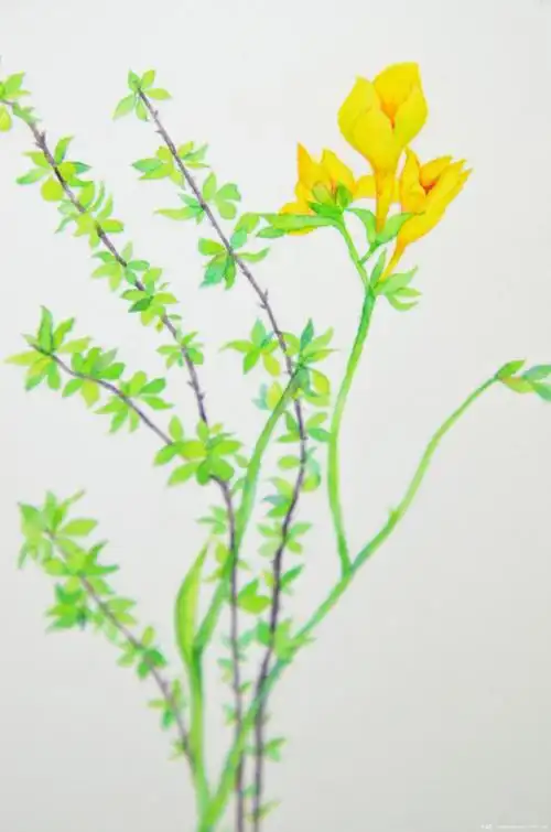 水彩教程#夜来香