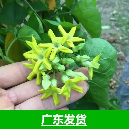 爬藤可食用夜来香植物夏秋季开花庭院阳台驱蚊花夜花卉