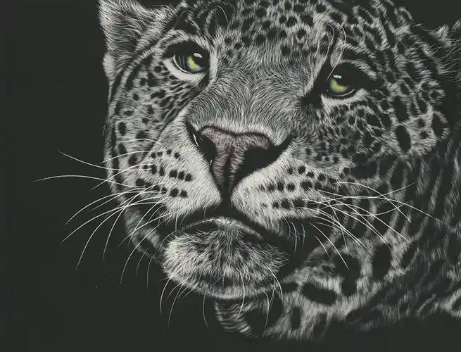 豹亚科,美洲豹,绘制壁纸,吻部,感觉毛,凝视,黑白,动物,照片