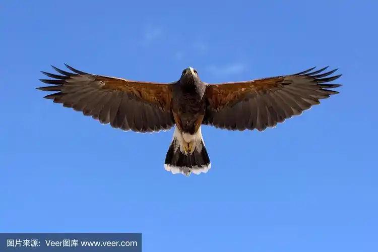 惊恐的哈里斯·霍克