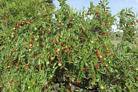 红枣树图片-红枣树素材-红枣树插画-摄图新视界