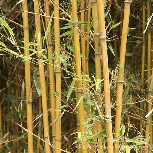 供应基地竹子苗黄金竹苗规格品种全黄金竹小苗庭