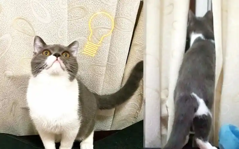 按住你躁动的小尾巴,一只总想出逃的猫