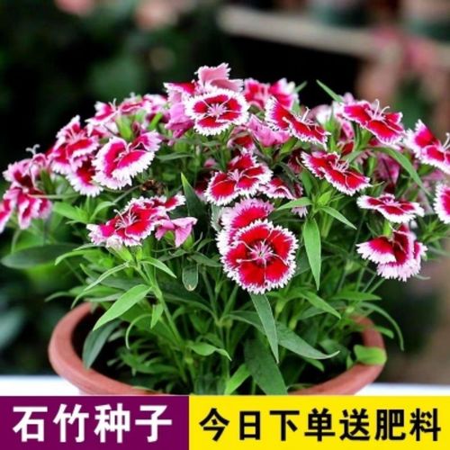 五彩石竹种子四季种易活混色须苞石竹十样锦常夏石竹美国石竹花种