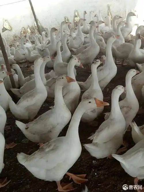 小河康庄出售80天的大鹅6-8斤
