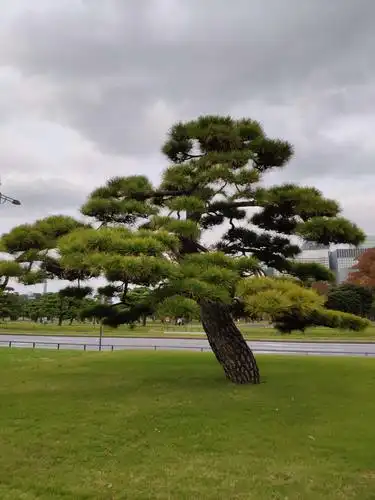 广场里种植的许多松树,树型非常美丽.